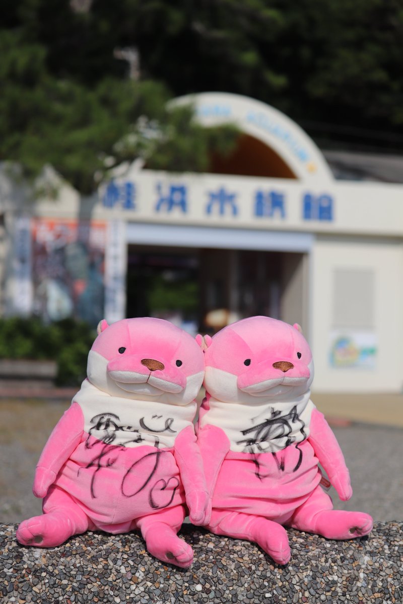 桂浜水族館 公式 on X: 