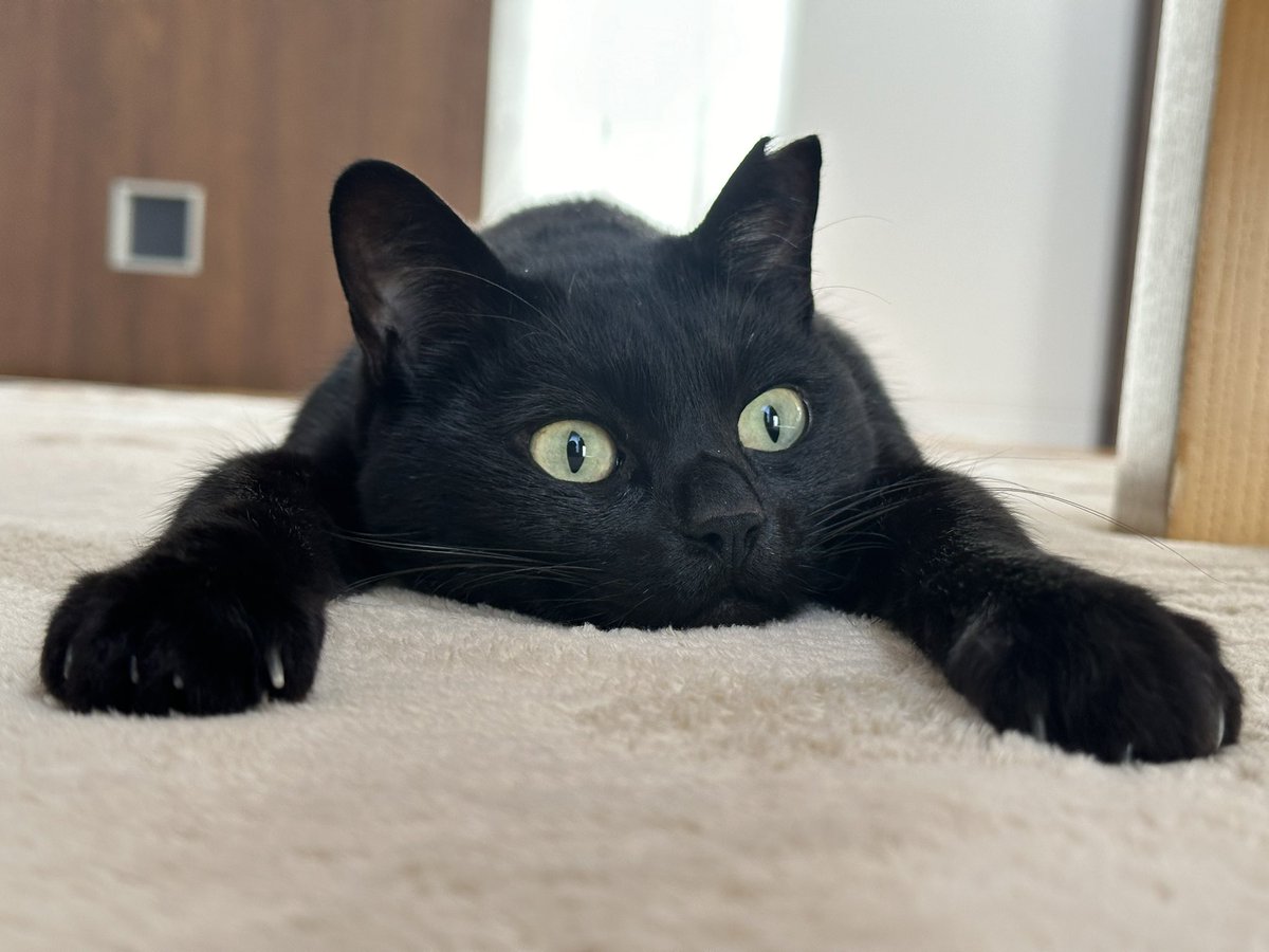 kuroneko071975's tweet photo. 本日の、ぺしょ。

#黒猫
#猫のいる暮らし https://t.co/Gxh9AyeMg8