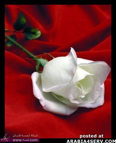 ‏﮼آمِرأھّٓ،مِنٓ،خٰيِآل 🇸🇦✨🕊 tweet media