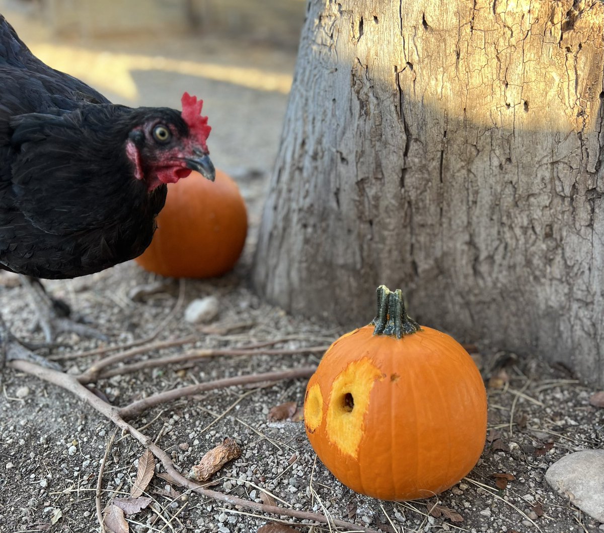 Ms_Hubley's tweet photo. Science club did an experiment to see which pumpkin our chickens pecked at most. Looks like the mealworms were the favorite! @LinderEagles @AustinISDGreen @AustinISD_STEM https://t.co/dqKpZNGeI4
