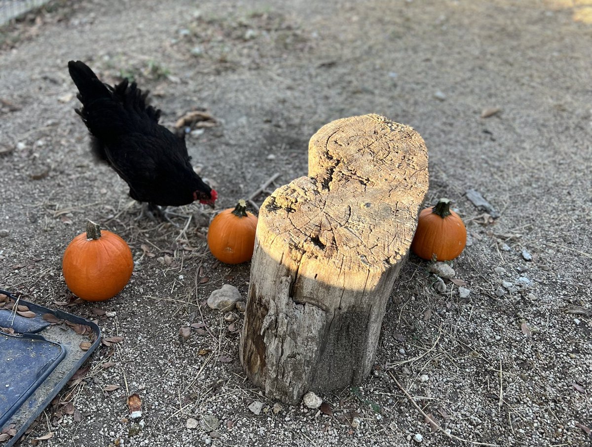 Ms_Hubley's tweet photo. Science club did an experiment to see which pumpkin our chickens pecked at most. Looks like the mealworms were the favorite! @LinderEagles @AustinISDGreen @AustinISD_STEM https://t.co/dqKpZNGeI4