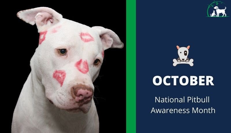ConservativeGG3's tweet image. I just learned today that October is National Pit Bull Awareness Month. I never had a pittie, but I’ve been around a lot of them. The only “vicious attack” I’ve experienced was tons of kisses! Punish the deed, not the breed! ❤️

#PitBull #BullyBreed #VoiceForTheVoiceless