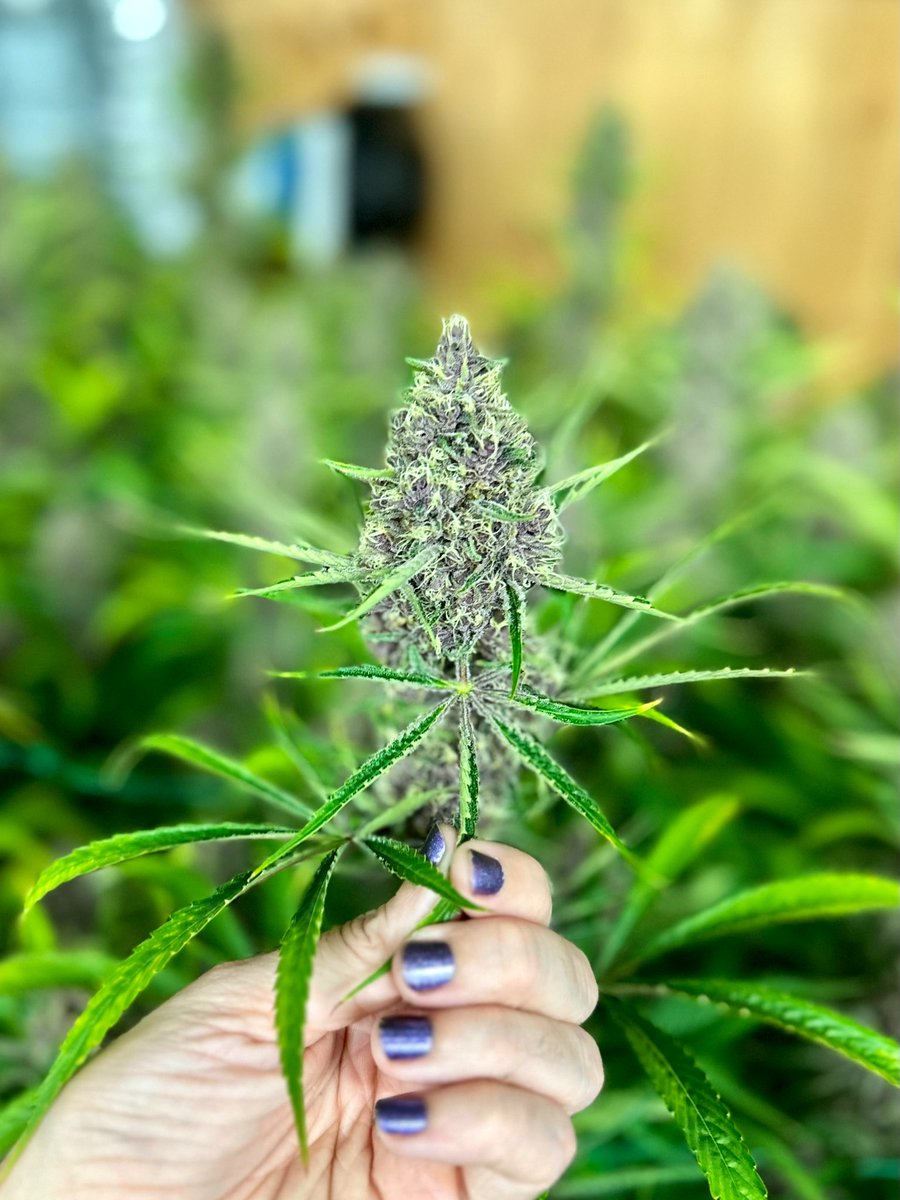 GreenerEvolve tweet picture