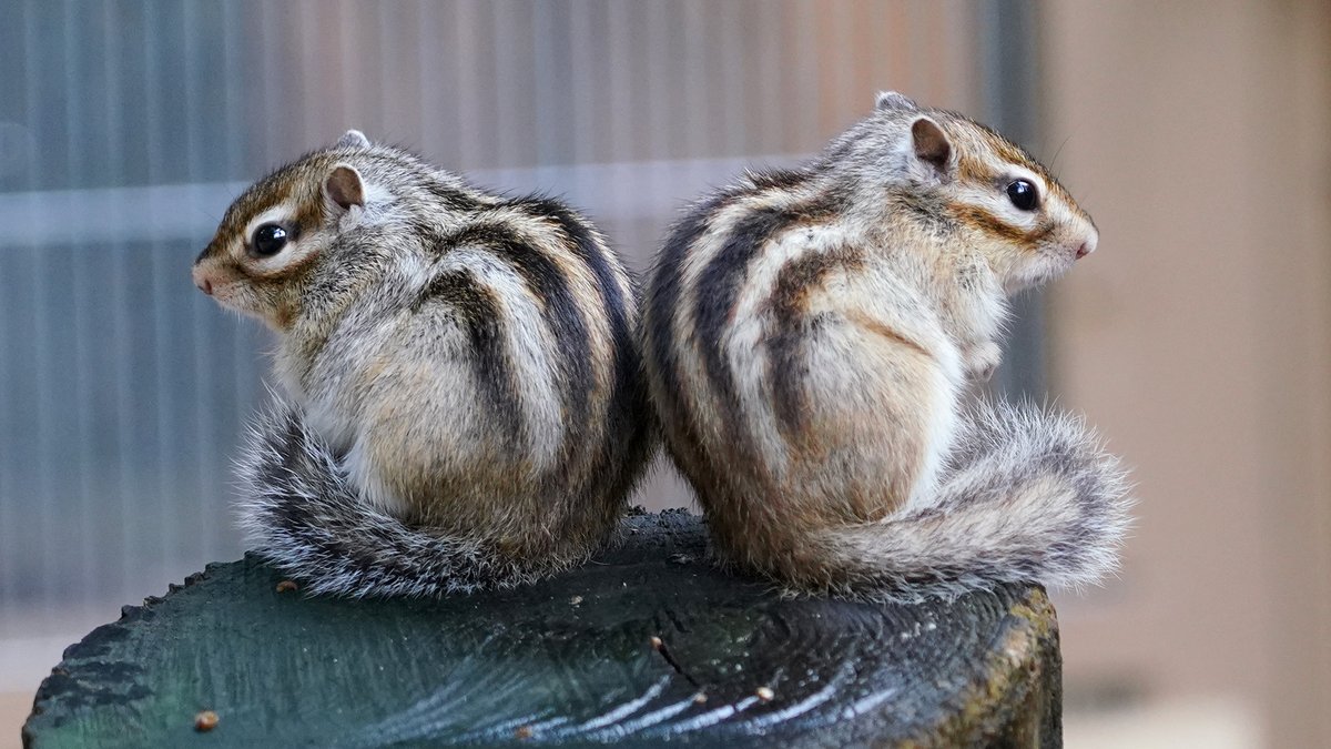 富士サファリパーク公式 on X