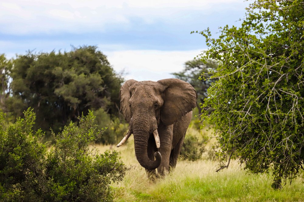 As the cost of African safaris continues to increase, it’s more important than ever to time your trip smartly. In our most recent newsletter, fellow travelers share their experiences of getting the most value out of their trips. bit.ly/3M5IU1H