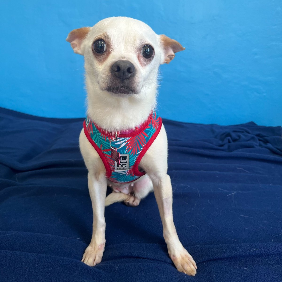 Newly rescued and available soon! buff.ly/3pNyI61 It's Heaps, Pupusa, Ghost & Miami. 
#Adopt a #seniordog #dogsoftwitter #pets #dogs #petadoption #rescue #rescuedogs #seniorodgsrock #love #hope