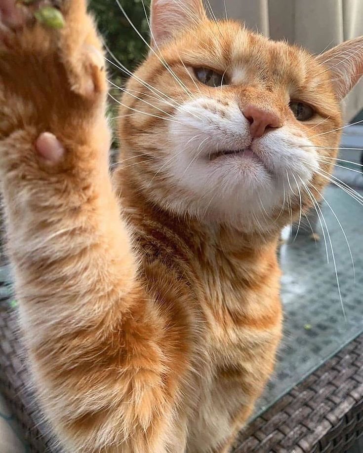 posiemer's tweet photo. Kelakuan kucing ga pernah gagal bikin ketawa.

A thread https://t.co/fYQChUy6Zk