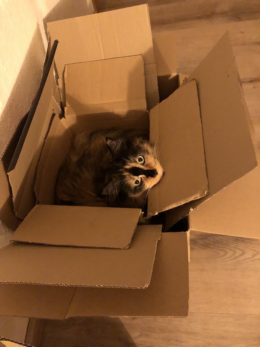 Her Domain Expansion is „Box“. 
#jjk
