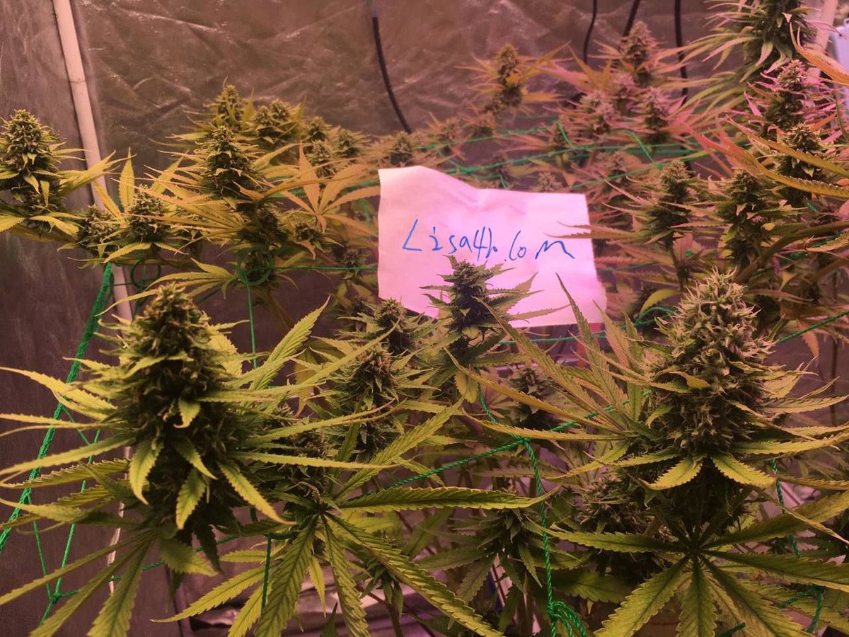 AnnaDobson84141's tweet photo. 留学回国抽大麻飞叶子， 大麻+酒精+伟哥=前所未有的性爱体验
#上头电子烟 #飞行燃料 #THC烟油 #LSD邮票 https://t.co/6XrxyTWioa