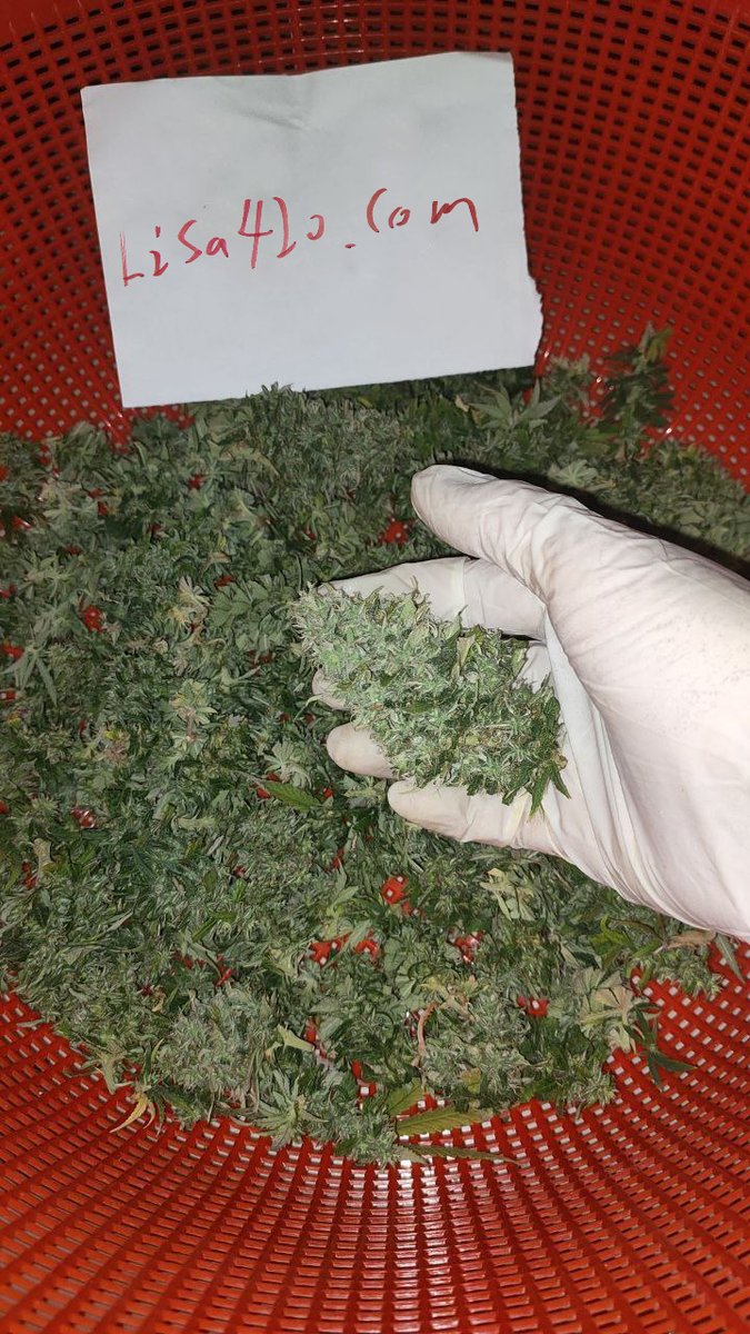 AnnaDobson84141's tweet photo. 留学回国抽大麻飞叶子， 大麻+酒精+伟哥=前所未有的性爱体验
#上头电子烟 #飞行燃料 #THC烟油 #LSD邮票 https://t.co/6XrxyTWioa