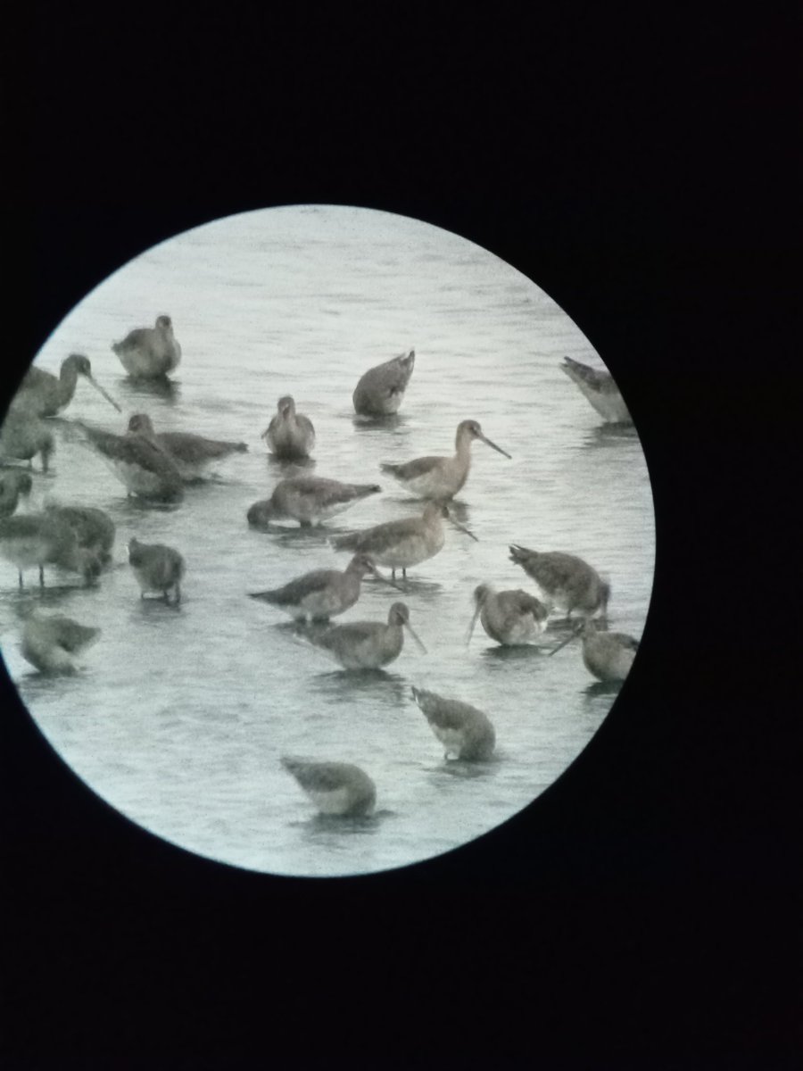 Early one among the birds in Poole harbour.