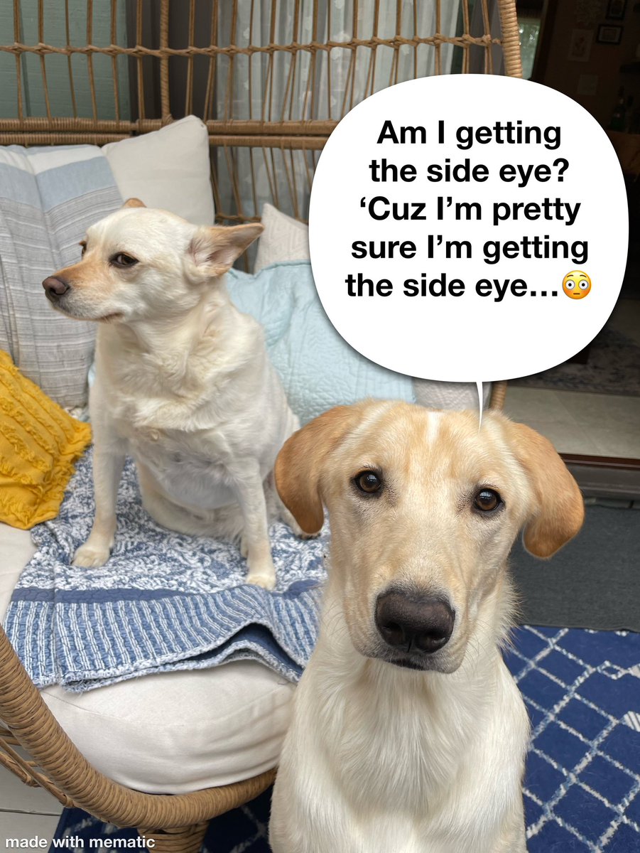 Rowdy And Wholesome Dog Memes For Your Midday Mood Booster - Animal Comedy  - Animal Comedy, funny animals, animal gifs, image size:901x1200