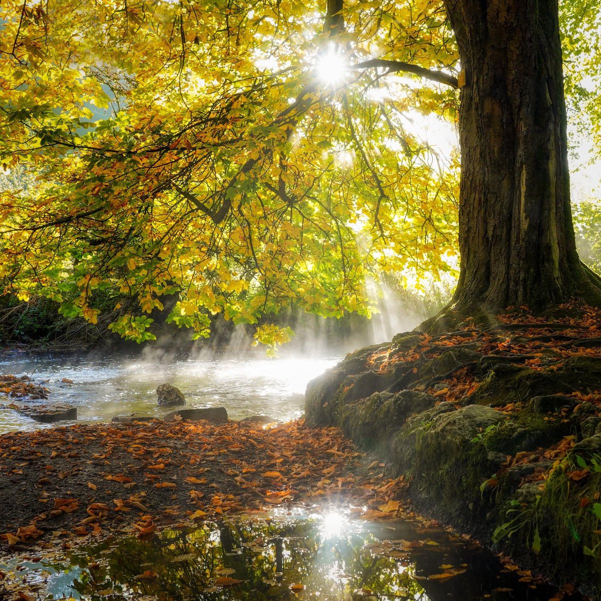 Sometimes, moments of pure magic sneak up on you and just casually take your breath away. Like autumn sunlight, pouring through golden leaves and spilling into the River Dove, creating thousands of diamonds in the mist. The world is more beautiful than we deserve.