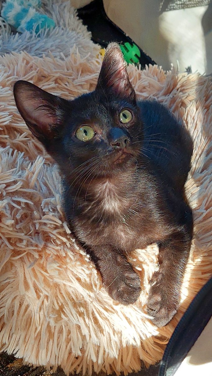 ElSindigato2021's tweet photo. Adoptar con El Sindi tiene premio! 🎁

Hanói dice que, si lo #adoptas, te llevas un regalito de @RoyalCanin_Es con descuentos en su comidita favorita 😸

Es un #gatito súper majete, de 2,5 meses, testado negativo, está esperando un hogar!

#Valencia contacto Silvia 635 12 78 55 https://t.co/MIopBHHJ2V