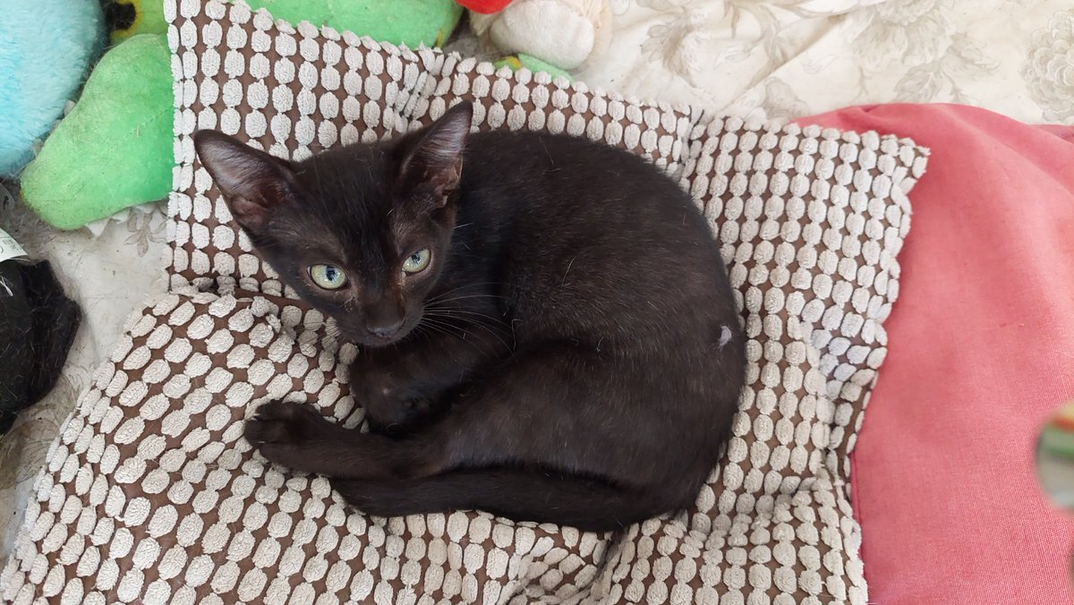 ElSindigato2021's tweet photo. Adoptar con El Sindi tiene premio! 🎁

Hanói dice que, si lo #adoptas, te llevas un regalito de @RoyalCanin_Es con descuentos en su comidita favorita 😸

Es un #gatito súper majete, de 2,5 meses, testado negativo, está esperando un hogar!

#Valencia contacto Silvia 635 12 78 55 https://t.co/MIopBHHJ2V
