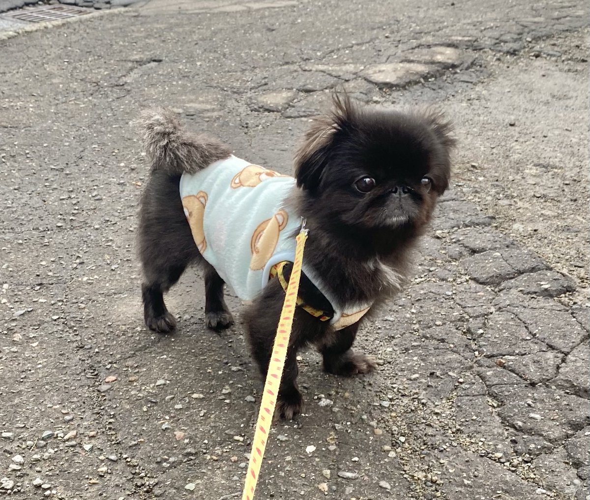 ぺこたんとエメ tweet media