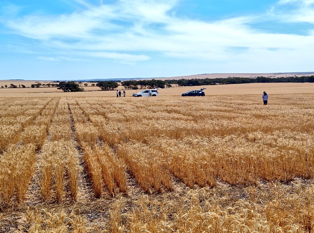 Pretty dramatic <a href="/caigeproject/">CAIGE</a> trials showing the value of  plant height in drought stress environments. Only 80mm of in-season rain and on the really thin sandy soils of WA