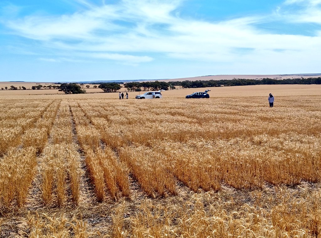 Pretty dramatic @caigeproject trials showing the value of plant height in drought stress environments. Only 80mm of in-season rain and on the really thin sandy soils of WA