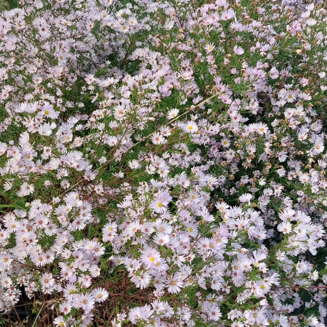 PlantPref's tweet photo. Symphyotrichum 'Anja's Choice' is still looking good. A good relatively compact cultivar and it flowers for ages!

#aster #symphyotrichum #symphyotrichumanjaschoice #oudolf #autumnaster #octoberflowers #peatfree https://t.co/YNZUESkxRJ