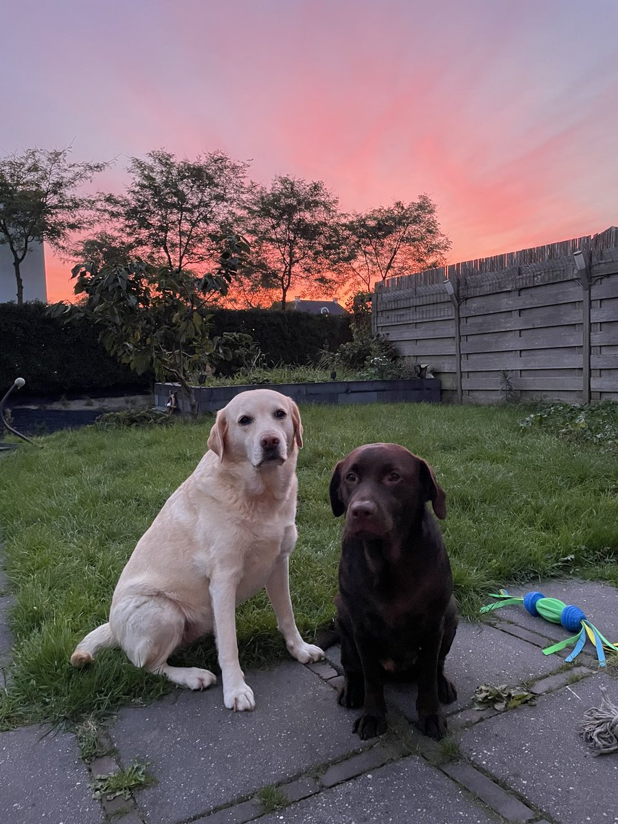 Mouschy's tweet image. #labradors #pinksunrise 💕🌅