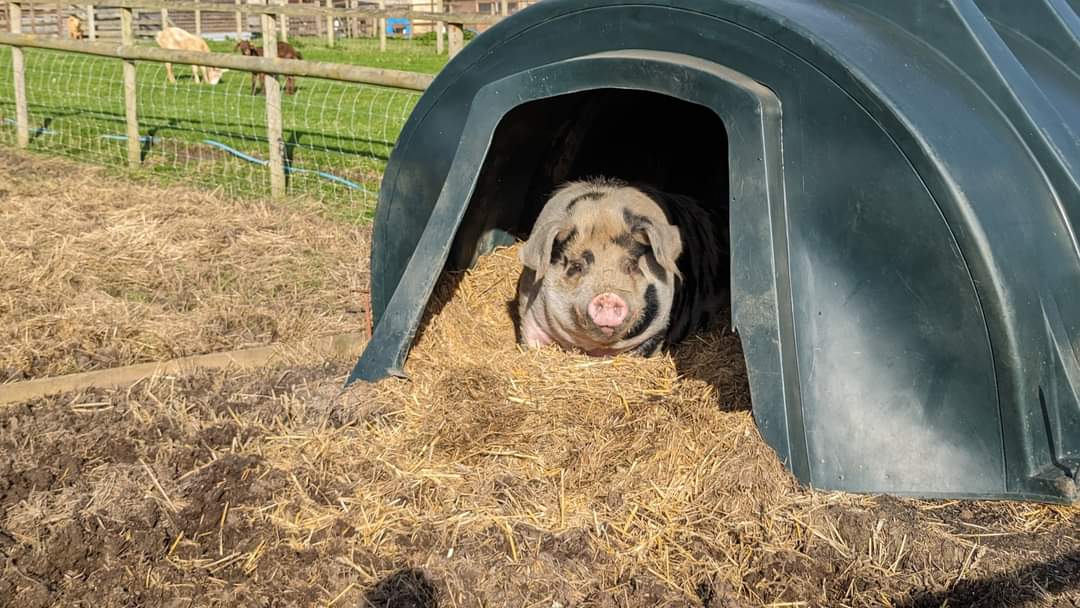 evesham ramblers tweet media