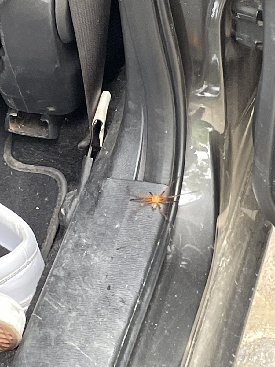 JessicaLunaMx's tweet photo. @Arachno_Cosas hola! qué tipo de araña es esta, la subí por accidente a mi auto en una caja que metí. Me pareció que tenía patas largas ya que nunca había visto una araña tan grande en mi casa, sentí miedo la verdad, me podrás ayudar? https://t.co/jInvNwxcRe