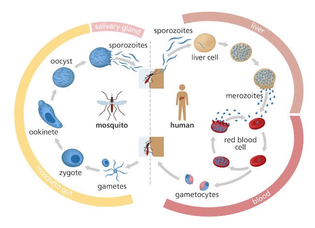 Malaria Life Cycle

Sporozoite - infective to MAN
Merozoite - IMMATURE, infective to RBC
Trophozite - GROWING or feeding stage
Hypnozoite - dormant in the liver
Schizont - MATURE [a]sexual
Gametocyte - MATURE sexual; infective to MOSQUITO