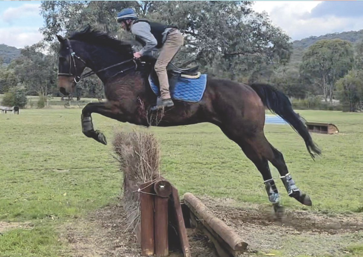 beyondracingtb's tweet photo. For Sale
10yo, 17.1hh, bay gelding (Fearless Angus). OTT 4/9/18. Genuine, sensible &amp; safe. Done XC clinics &amp; is honest over fences. Unfazed by deer, kangaroos, cars, other horses, dogs. Make excellent eventer, dressage, pleasure or allrounder competition mount. No vices. $1,500. https://t.co/akF46a4rhU