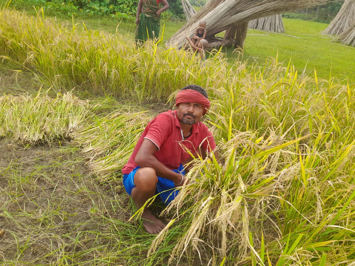 Crop cutting data under CSISA project seedling at Kataiya block of Madhepura district on 17th october 2023
#dare_goi
#icarindia
#atari4icar(@AtariPatna)
#SwachhBharat 
#SpecialCampaign3