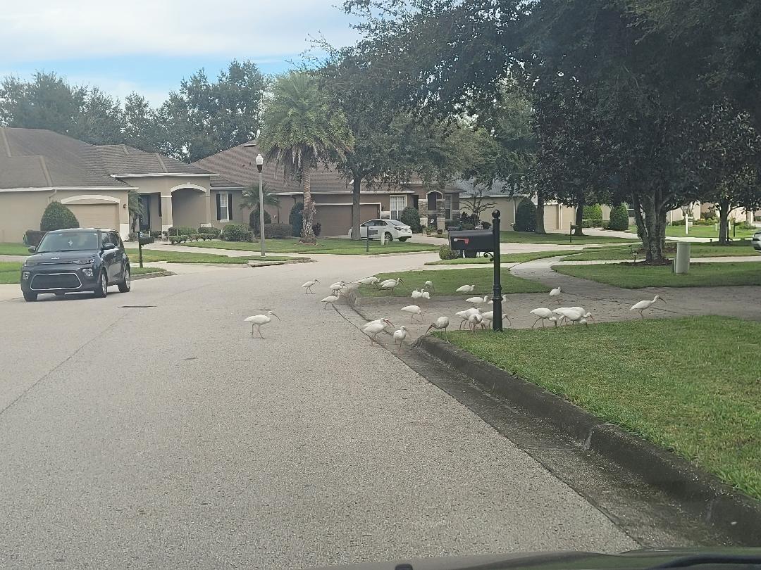 RaceDirectorNWO's tweet photo. You can always tell when no hurricanes are around in Florida when the Ibis are having a group walk through the neighborhood! https://t.co/ZW1BpjklgF