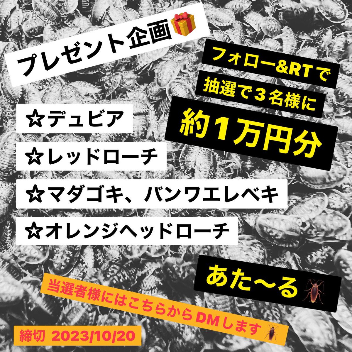 はいっ、こんな感じで！！🤣
よろしくお願いいたします🙏🙏

トビムシ、トビカツオブシムシ、ガイマイゴミムシダマシは調整中につき今回は🙅‍♀️です。

あっ、冷凍デュビアは対応できます！！

全商品ゴキブリです。
不要な方は応募しないように🤣

#プレゼント企画 #拡散希望 #デュビア #レッドローチ