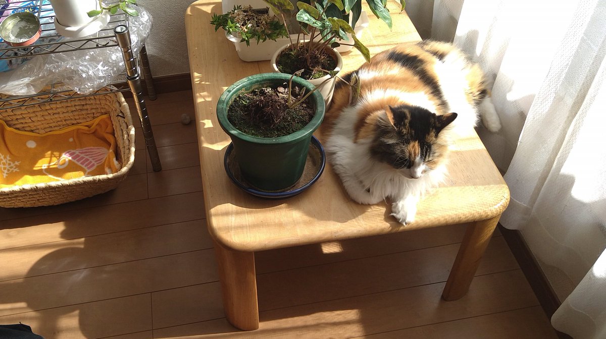 senterchoo's tweet photo. ひなたぼっこ
気持ちイイね😊

#猫写真 #猫がいる暮らし #保護猫 https://t.co/koUK2OlZrp