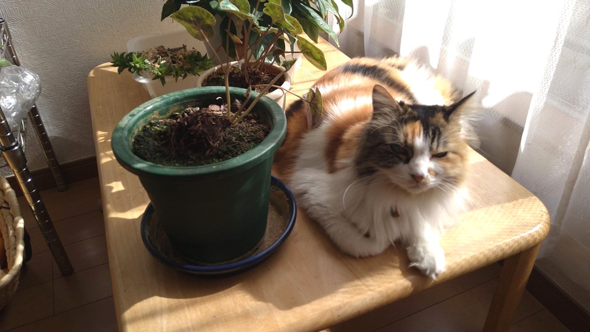 senterchoo's tweet photo. ひなたぼっこ
気持ちイイね😊

#猫写真 #猫がいる暮らし #保護猫 https://t.co/koUK2OlZrp