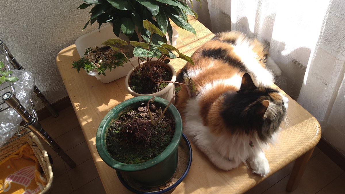 senterchoo's tweet photo. ひなたぼっこ
気持ちイイね😊

#猫写真 #猫がいる暮らし #保護猫 https://t.co/koUK2OlZrp