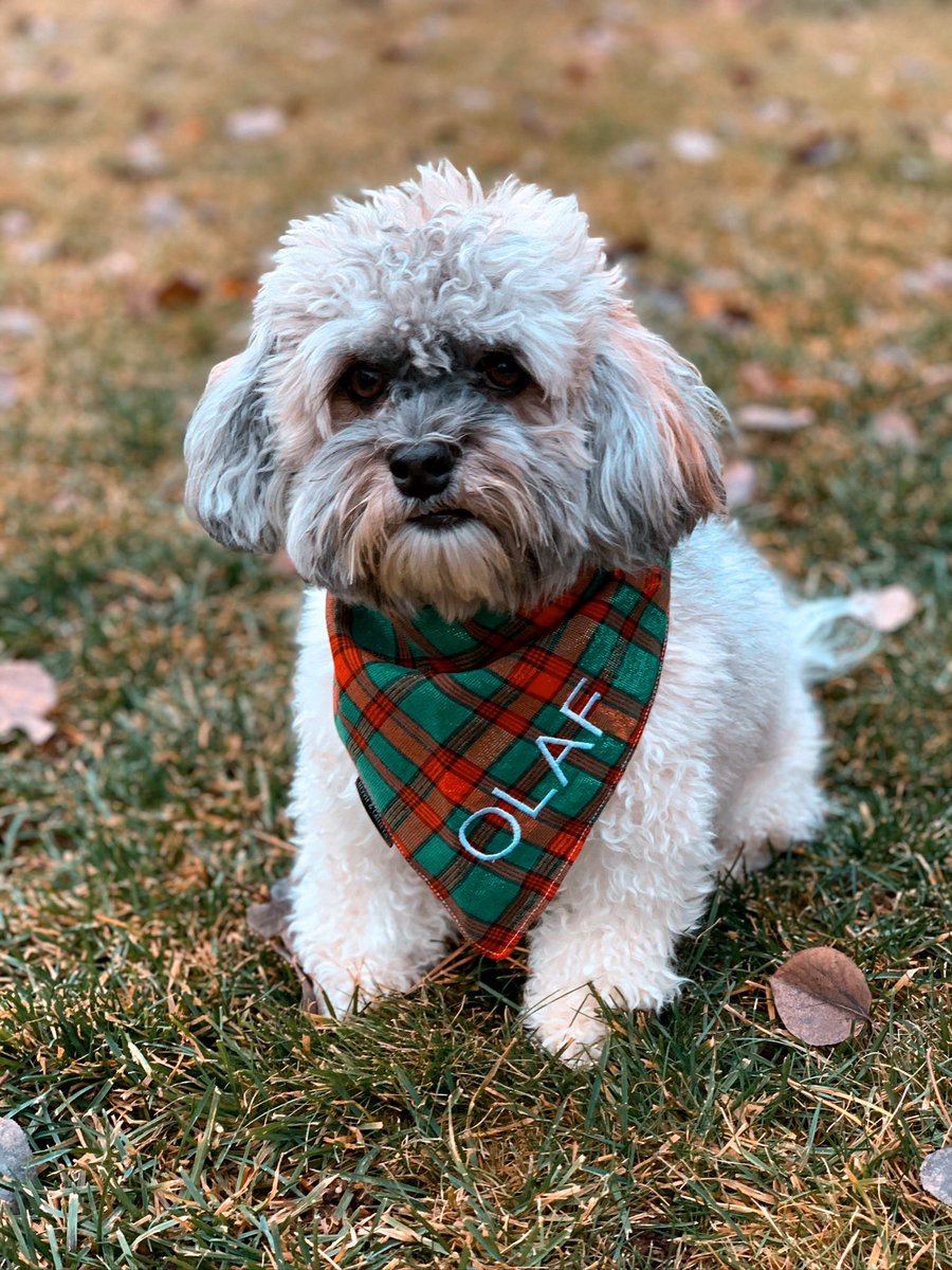 Olaf_LittleMan's tweet photo. Happy Tuesday to my pawtiful friends! We are getting closer to Halloween and everyone seeing mom and my costume😍.
Throwback to when I model some bandannas for a dog company! (Sadly it didn’t get far, business not run well, but I’m so handsome!) 🐶🥰#October17th #OctoberCountdown https://t.co/aLsQbCvx5A