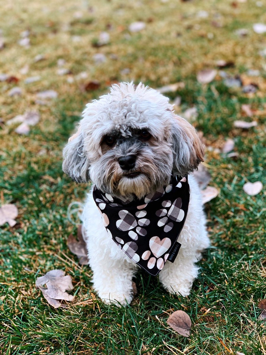 Olaf_LittleMan's tweet photo. Happy Tuesday to my pawtiful friends! We are getting closer to Halloween and everyone seeing mom and my costume😍.
Throwback to when I model some bandannas for a dog company! (Sadly it didn’t get far, business not run well, but I’m so handsome!) 🐶🥰#October17th #OctoberCountdown https://t.co/aLsQbCvx5A