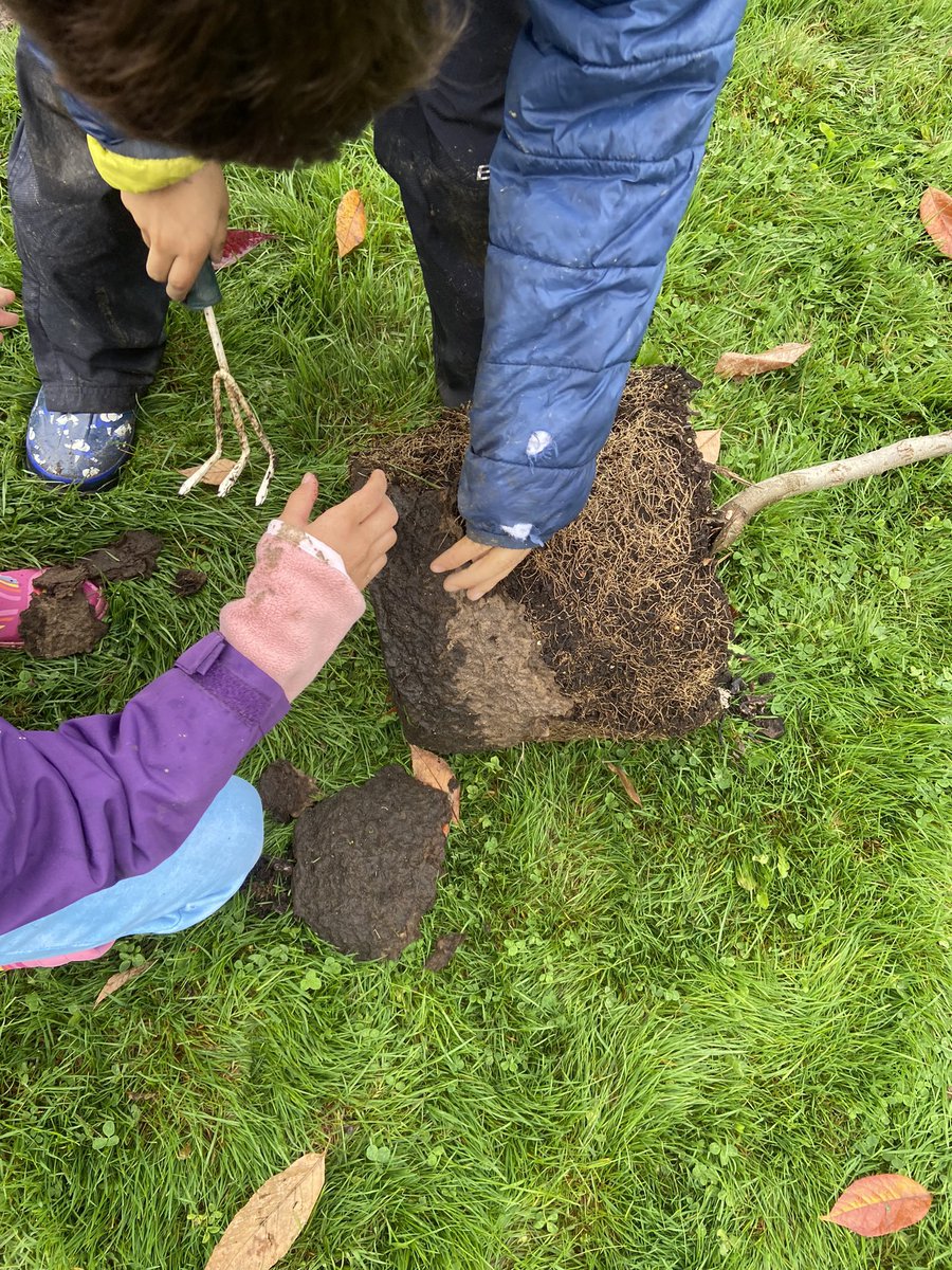 Roomtoplay's tweet image. A fabulous day planting trees with the @Grauer_Phoenix school community 🌳 Everyone pitched in to dig, prep &amp;amp; plant trees purchased with the generous support of @TreeCanada 🌳#sd38learn