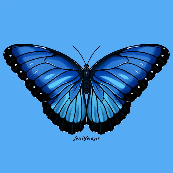 Invertober Day 17 - Blue Morpho  #Invertober #Invertober2023