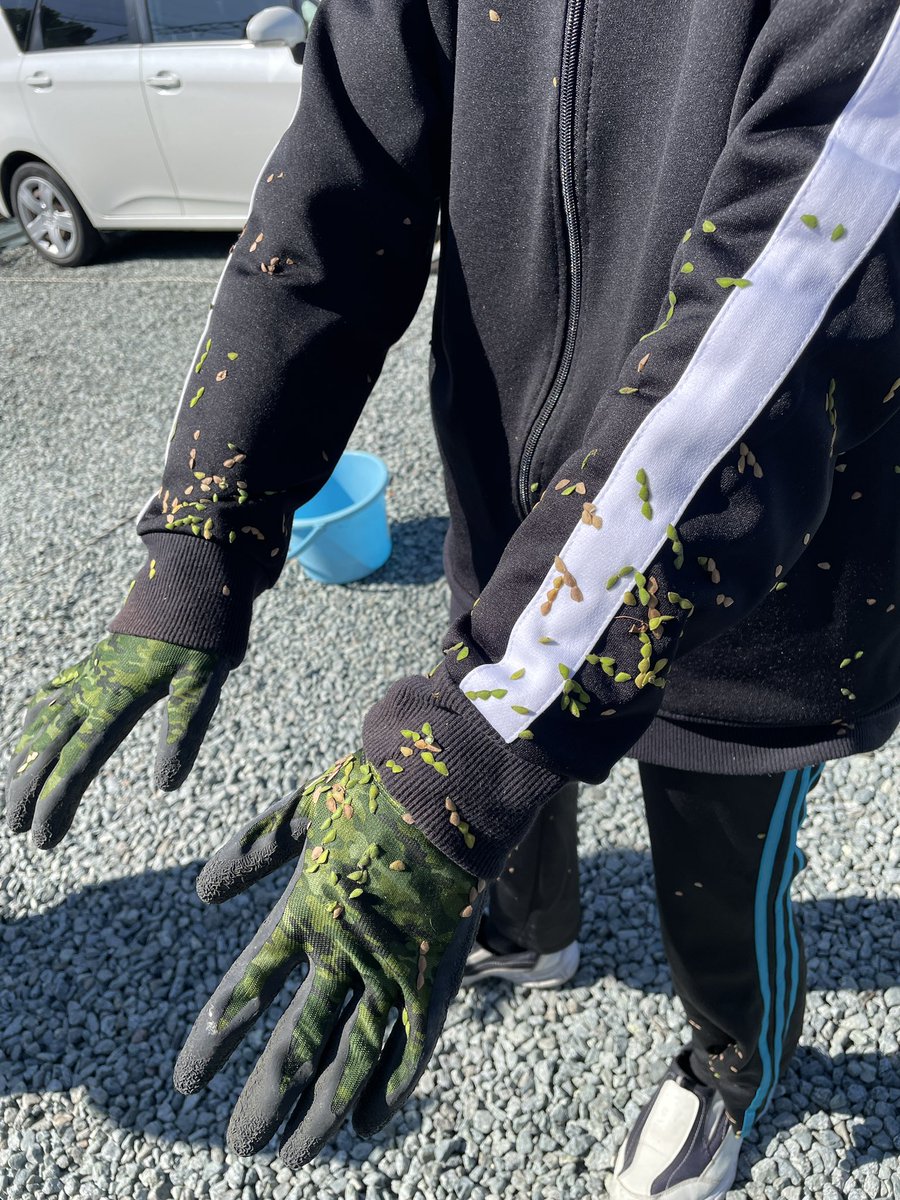 madoguchi_mie's tweet photo. 利用者さんの服が大変な事に💦
既に模様になってます😂
この草を三重だと「ひっつき虫」「泥棒」と呼びますが、他県だとまた違うのかも？ https://t.co/A9CzaVlapq