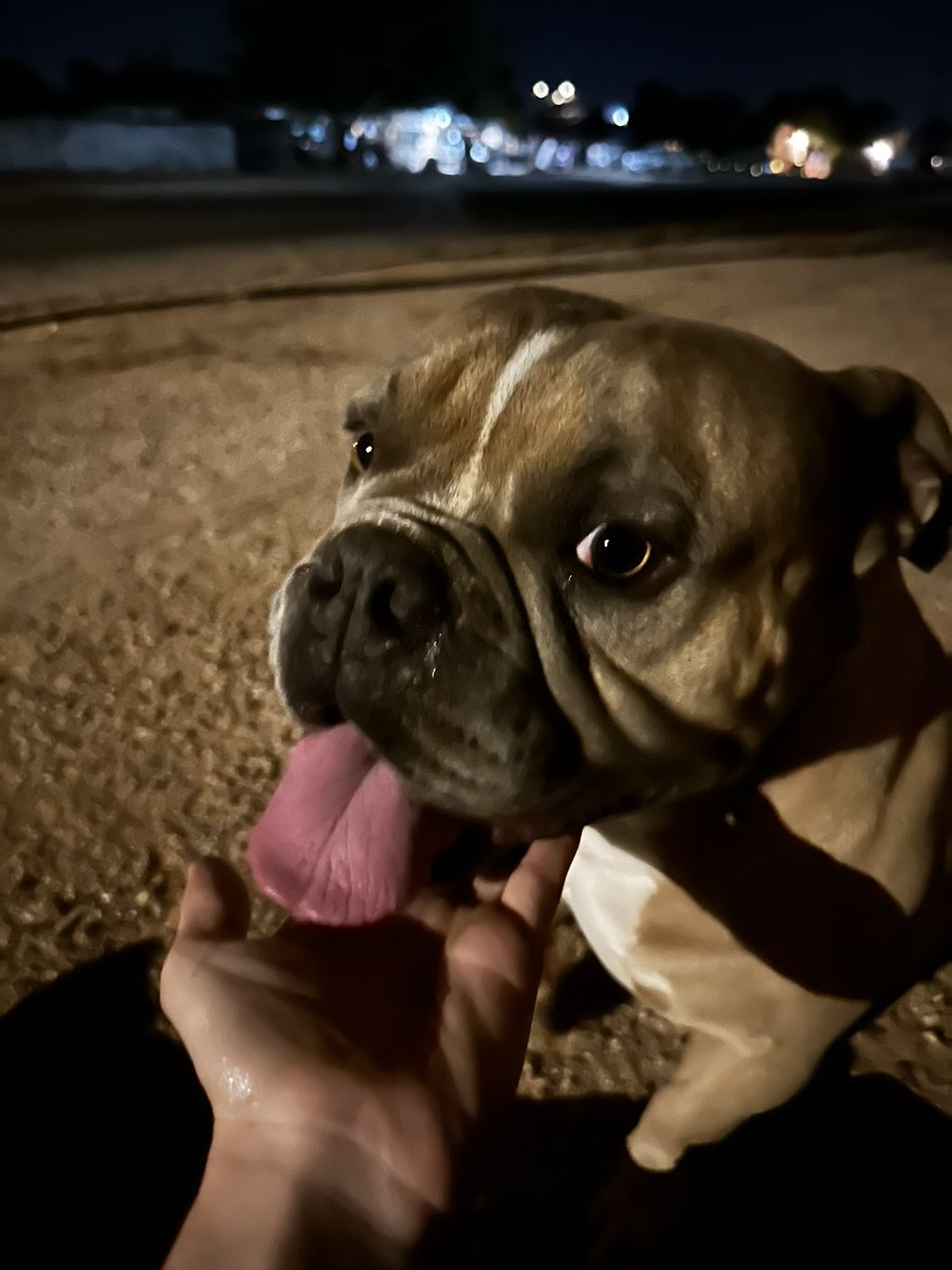 rocksandsocks09's tweet photo. @whatsuptucson  found this guy wandering around country club and 22nd/Aviation super sweet and just wanted to be pet. I don’t have him but a neighbor does. https://t.co/d4nWz3zNYC