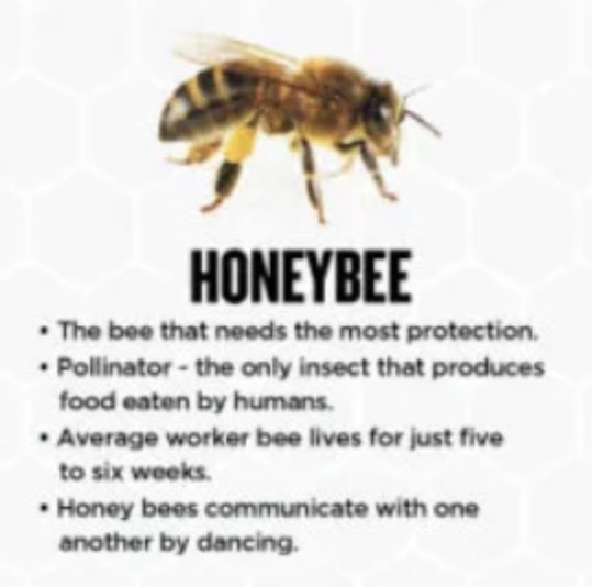 Wasp_on_pc's tweet image. Wasp crew, and really all of the stingy flying bug gang, only got beef with one bug in particular- western honeybees. Colonized the entire world, taking the spotlight from all other bees, and tricked humanity into thinking THEY’RE the ones that need protection. Kiss asses I say