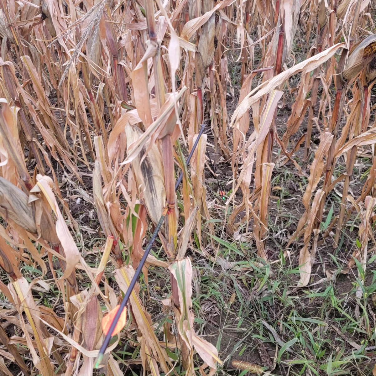 RackWater's tweet image. A fun and successful management hunt with the kids! Can't beat the comfort and concealment of a @SkylineBlinds! Shout out to my 7 year old for catching one of the shots on video!

#annihilatorbroadheads @BearArchery
#goldtiparrows @LeupoldOptics #bowhunting #deerhunting