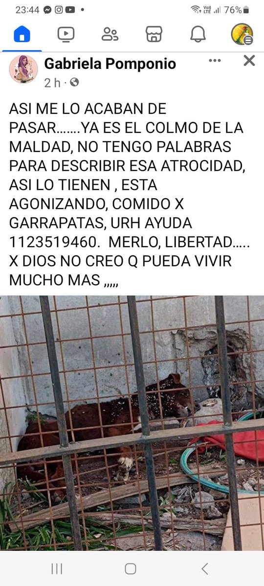 🆘️🆘️🆘️🆘️🆘️🥺 Por favor PERRITO EN PESIMO ESTADO NECESITA URGENTE AYUDA #Merlo❗️❗️