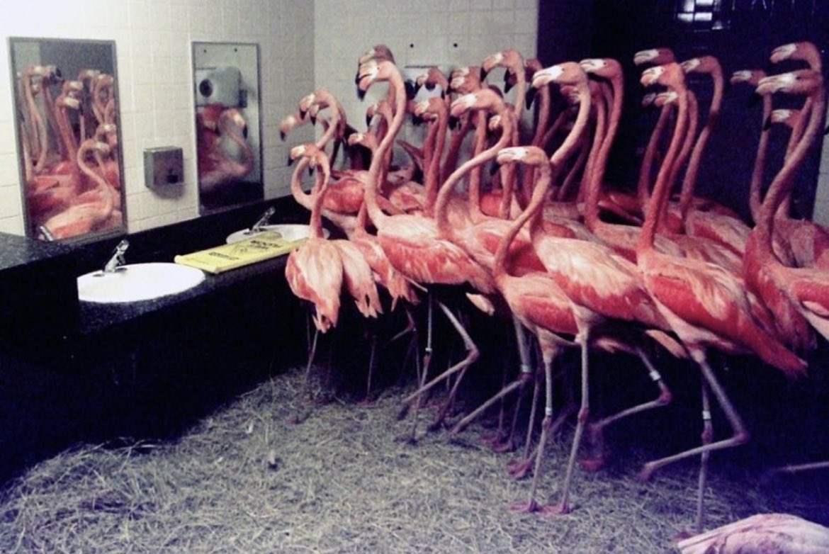 In 1992, when Hurricane Andrew was coming to South Florida, the Miami Zoo had to prepare.

Ron Magill, who was helping run the zoo then, had seen many hurricane warnings, but none had hit before.

Despite this,  he and his team worked really hard to keep all the zoo animals safe.