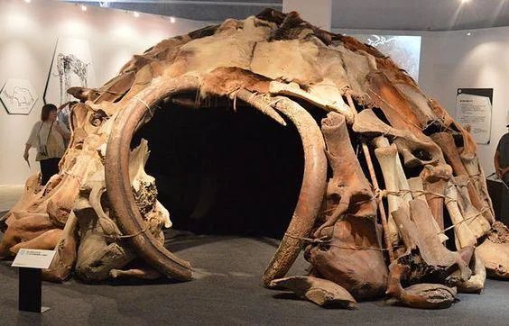 In 1965, a Ukrainian farmer stumbled upon the lower jawbone of a mammoth while excavating his cellar. Subsequent excavations unveiled the remarkable discovery of four huts constructed using a total of 149 mammoth bones. These ancient dwellings, estimated to be over 15,000 years