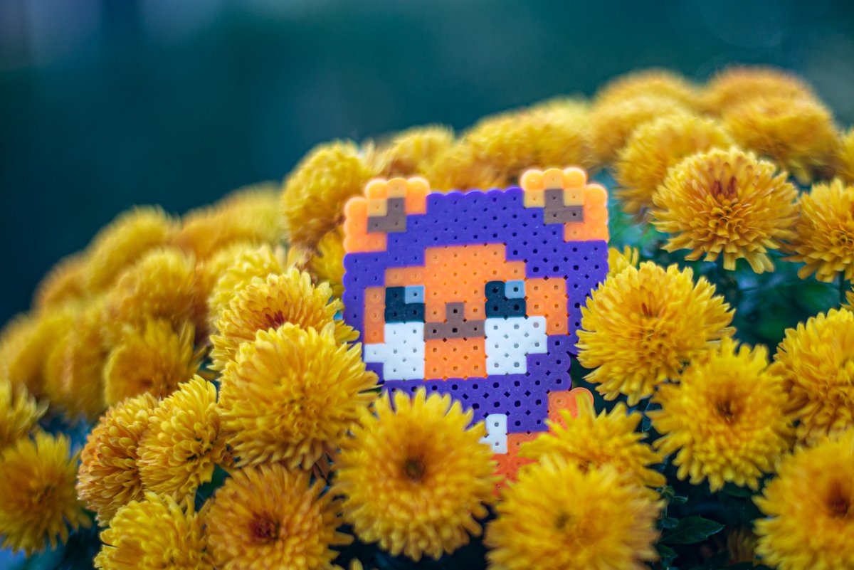 EwokLumat's tweet photo. Nothing more enjoyable than sitting in a bucket of chrysanthemums https://t.co/DkUFHAEFPt