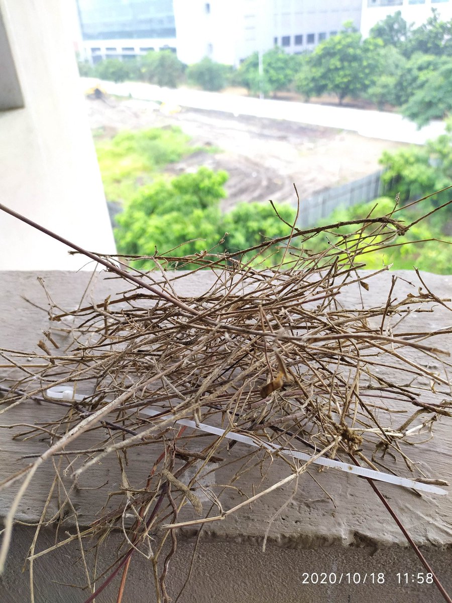 aravinddeeptech's tweet photo. "When a fallen nest meets an angry crow, you'd think a little help goes a long way. Tried to put it back, but the crow's not having it. Some days, you just can't soothe the feathers ruffled by good intentions. 🐦🏠 #NatureDrama #CrowChronicles https://t.co/ERKYHkOmXv