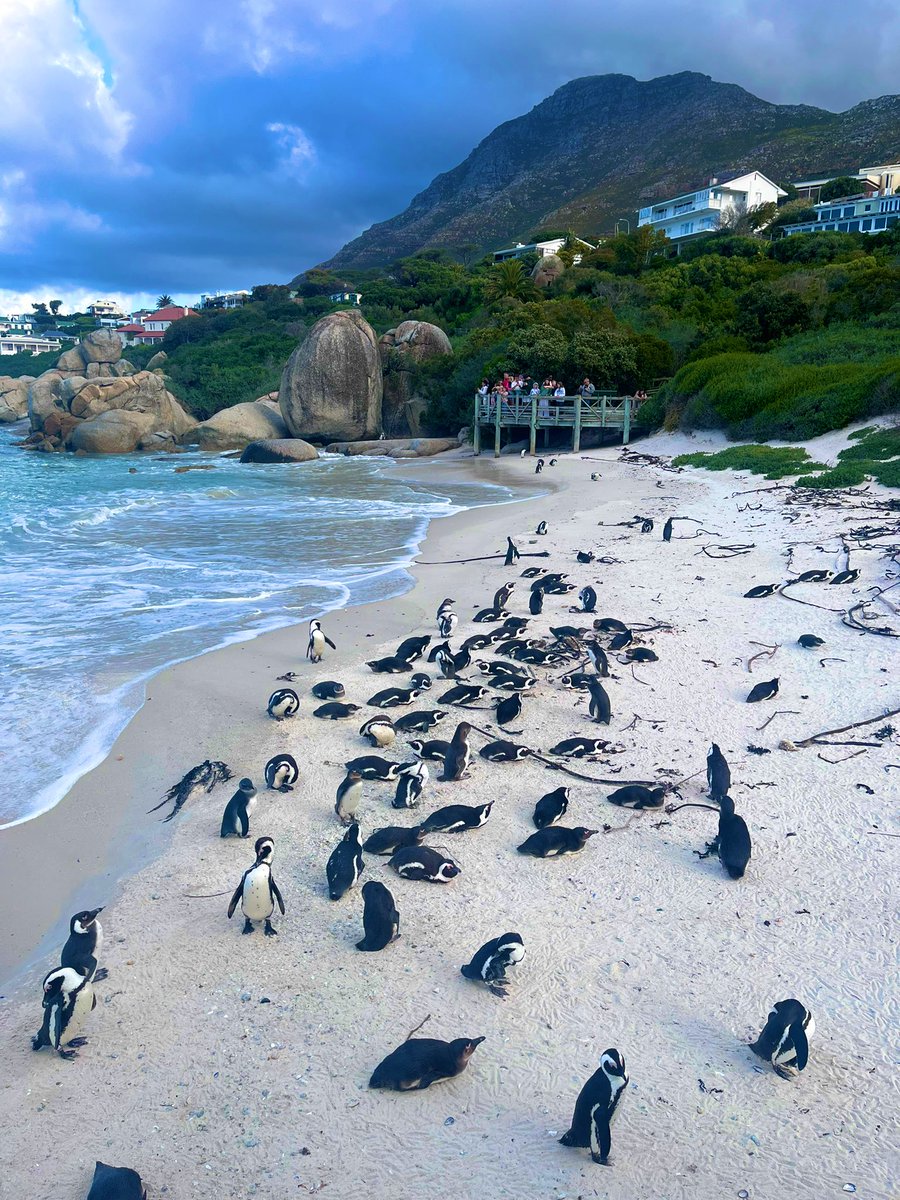 Boulders beach .. beautiful penguin family of South Africa !! #penguin #bouldersBeach #nature #SouthAfrica #Mesmerising