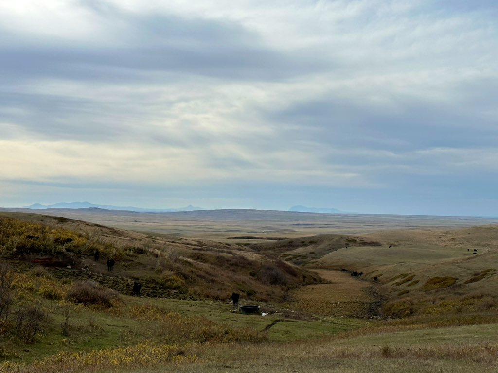 Mona Howe tweet media