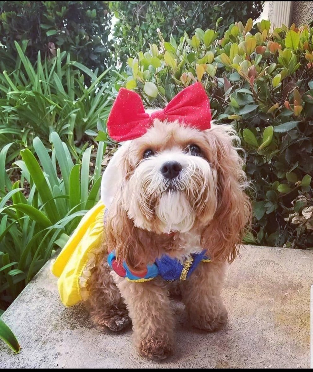 lensofmoonlight's tweet photo. #PetCostumes @jimmyfallon Snow White https://t.co/1wauezrD1E